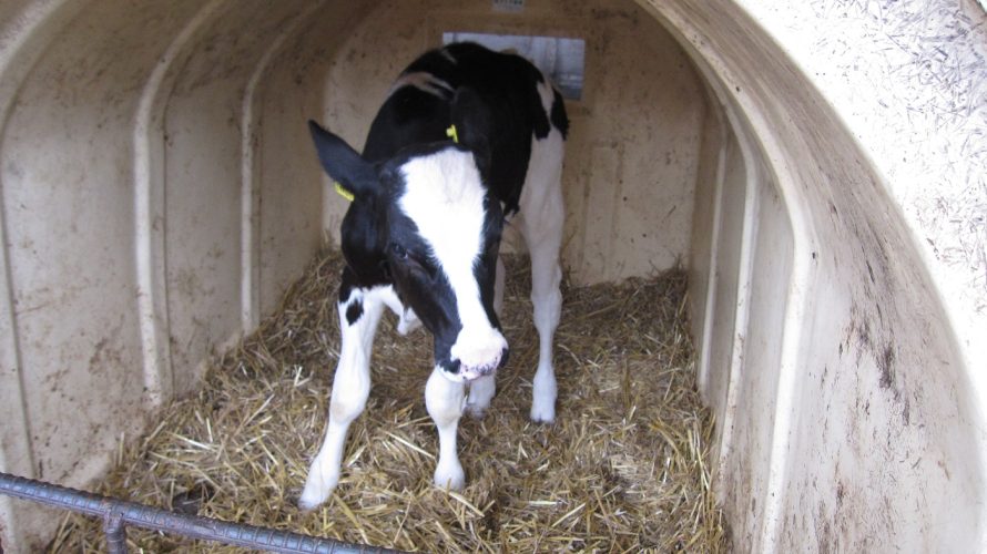 牧場見学(年長)🐄